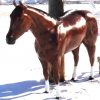 quarter horse aluminum statue
