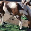 grazing painted horse aluminum statue